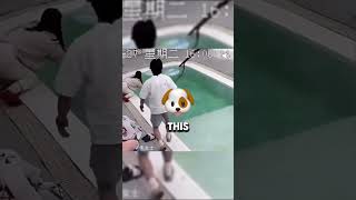 Dogs Are Drowning But Yet Trolling funny doglover dog [upl. by Eahsan]