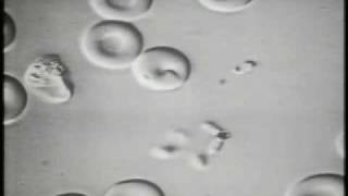 The Invasion of Erythrocytes by Malaria Merozoites [upl. by Winne]