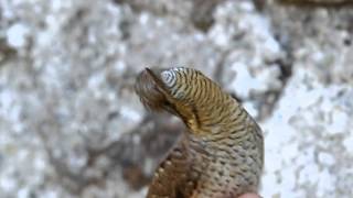 Wryneck wrynecking [upl. by Megdal]