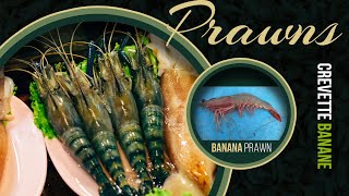 Banana prawn Crevette banane  Penaeus Fenneropenaeus merguiensis [upl. by Iams]