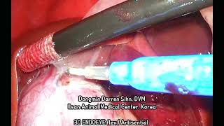 Fundus first method SAMIT cholecystectomy in a dog  normograde flushing [upl. by Ainegue]