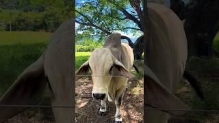 GRAY BRAHMAN BULL 2025  BRAHMAN CATTLE FARM  S4SIDDIQUE shorts ytshorts trending viral short [upl. by Therine]