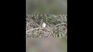 Daurian Shrike Bempton RSPB 6th October 2024 [upl. by Clarisse]