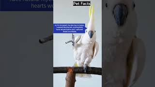 Pet Facts  Snowball the Dancing Cockatoo birds pet cockatoo httpsdirectmepetdedicated [upl. by Iuqcaj]