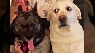 Perros Graciosos  Los Mejores Videos de Perros Chistosos [upl. by Rozella17]