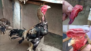 Why I Cut My Roosters Comb Hen Removed From Broodiness Chicks Care From Mosquito Attacks [upl. by Fryd]