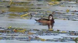 Ringnecked duck male and juvenile [upl. by Adnylg]