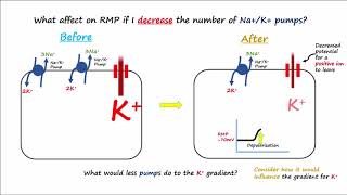 Electrophysiology Part 2  Affecting the Resting Membrane Potential [upl. by Aicilyt]