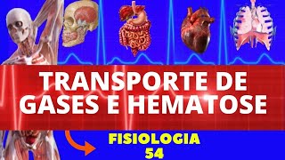 TRANSPORTE DE GASES NO SANGUE O2 E CO2 E HEMATOSE FISIOLOGIA HUAMANA  FISIOLOGIA DE GUYTON [upl. by Andree367]