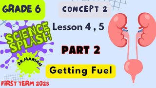 سادسه ابتدائي Urinary system Concept 2 lesson 4 abd 5 [upl. by Harbed]