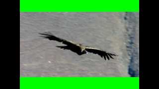 PERU COLCA CANION  ANDEAN CONDORS André Parent [upl. by Felisha]