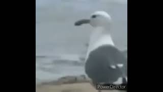 fulmar bird meme meme xd fulmar bird birds xdmeme memes [upl. by Anha66]