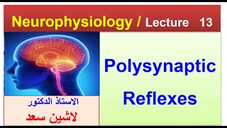 Polysynaptic reflexes  Flexion withdrawal reflexLashin دلاشين [upl. by Nolat]