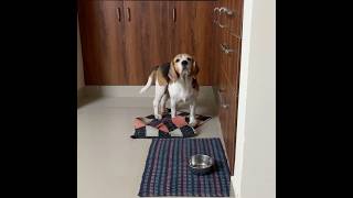 Beagle Puppy Cleaning Floor 😊🐶 puppy beagle petslover dog [upl. by Sheline]