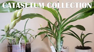 Full Catasetum Collection Intro  Progress Report Before Dormancy October 19 [upl. by Florian]