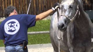 Natural Horsemanship  erste Schritte in der Bodenarbeit [upl. by Bob]