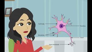 La structure et la fonction des neurones Psychologie de base  les divisions du système nerveux [upl. by Yraccaz]