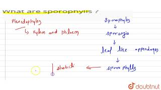 What are sporophylls [upl. by Cati437]