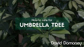 How to care for Schefflera arboricola Umbrella tree [upl. by Daggna]