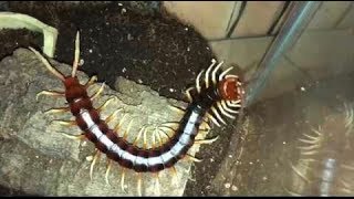 Rehousing My Huge Centipede  Scolopendra Gigantea White Leg [upl. by Becker]