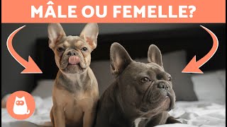 Différences entre le BOULEDOGUE FRANÇAIS mâle et femelle 🐕🐾 Lequel choisir [upl. by Ahsikat]