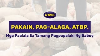 Mga paalala sa tamang paglago ng inyong negosyong babuyan [upl. by Nasah]