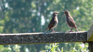 Spreeuwen juveniel Starlings juvenile [upl. by Ardnosak]