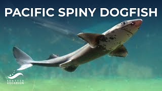 All About Pacific Spiny Dogfish  Shark and Ray Awareness Day [upl. by Pellet]