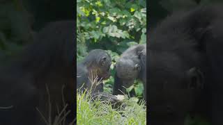 Meet the Bonobos Congo’s Gentle Apes facts animalfacts [upl. by Alle]