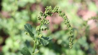 Good King Henry Chenopodium bonus henricus [upl. by Jacob]