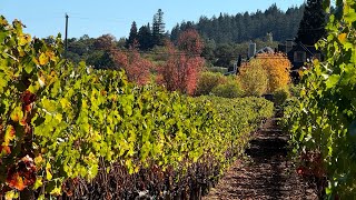 Autumn 2024 Healdsburg ride 🚴🏽🚴 [upl. by Karlene]