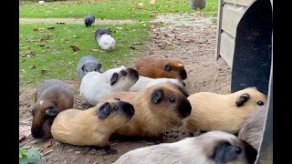 Guinea pigs exit and enter the tube [upl. by Allerus]