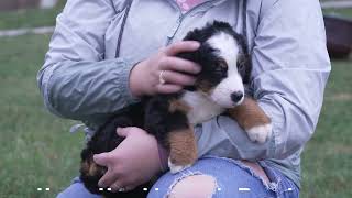 Henry Hershbergers Bernese Puppies [upl. by Bael]