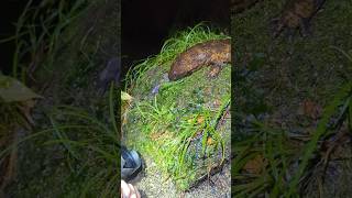 We found a giant salamander salamander japan kyoto giantsalamander herping amphibians newts [upl. by Ennovihs]