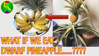 Mini pineapple edible or not [upl. by Edaj]