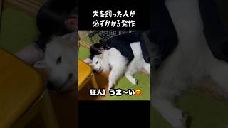 愛犬がやっちゃう罪深き所業 グレートピレニーズ greatpyrenees ゴールデンレトリバー 癒し 犬のいる生活 パーニーズ 愛犬 可愛い 大型犬パピー [upl. by Sella629]