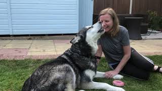 Bindi Alaskan Malamute Howling [upl. by Amsirp607]