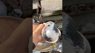 Pet market se shirazi pet lekar aaye 🥰kabootar minivlog shorts pet birdslover petsvlog vlog [upl. by Ynafets]