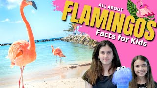 🦩 FLAMINGO Facts for Kids  Learn All About Flamingos [upl. by Nuahsel]