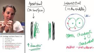 Bone  Cartilage 6 Growth [upl. by Eelam715]