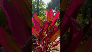 Colourful garden plant❤️Cordyline beautifulflowers [upl. by Ulane321]