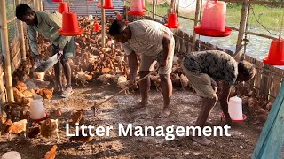 Litter Management in Poultry Farm  Antibiotic Schedule  Lasota Vaccine [upl. by Fernandina]