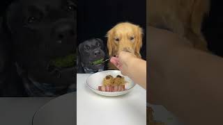 Lets See What New Dish We Have Today Golden and Labrador Cute Pet Debut Plan [upl. by Gipps900]