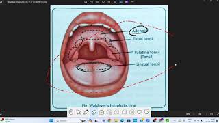 Pharynx Anatomy  1  Head amp Neck Anatomy [upl. by Lyndsey456]