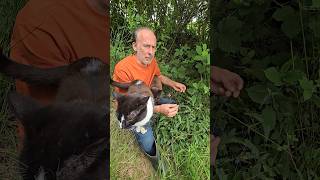 Betony stachys officinalis herbs cats foraging woodland gardendesign adventure hedges [upl. by Elyn]