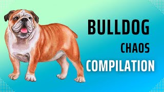 Bulldogs chaos compilation Part 3🐕✨️ bulldog video viralhog [upl. by Einneb72]