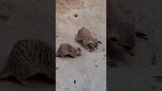 Familia de Suricatos del Bioparc Valencia shorts zoo [upl. by Chara]