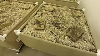 How To Setup A quotGhetto HugelKulturquot Living Soil Bed Indoors [upl. by Llenrep]