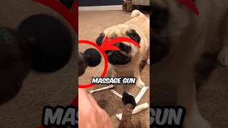 How To Use A Massage Gun On A Pug yardleyandgigi shorts pug dog pets animals [upl. by Eirtemed]