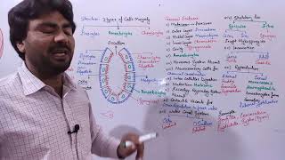 Phyllum Porifera Phyllum Sponges  Parazoa biologywithmuhammadsajid FSc Alevel BS Students [upl. by Hamilah304]